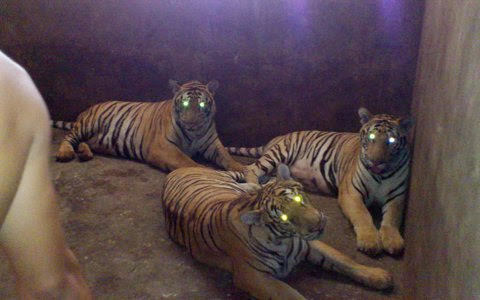 Hà Tĩnh: Thu giữ con hổ 160kg tại nhà dân