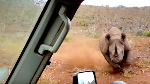 Tê giác đen lao vào húc ô tô trong cơn cuồng nộ