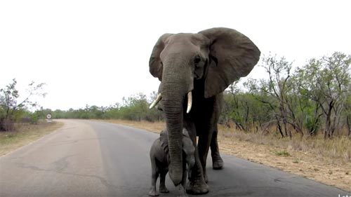 Voi rừng khéo léo che chắn con trước ô tô du khách