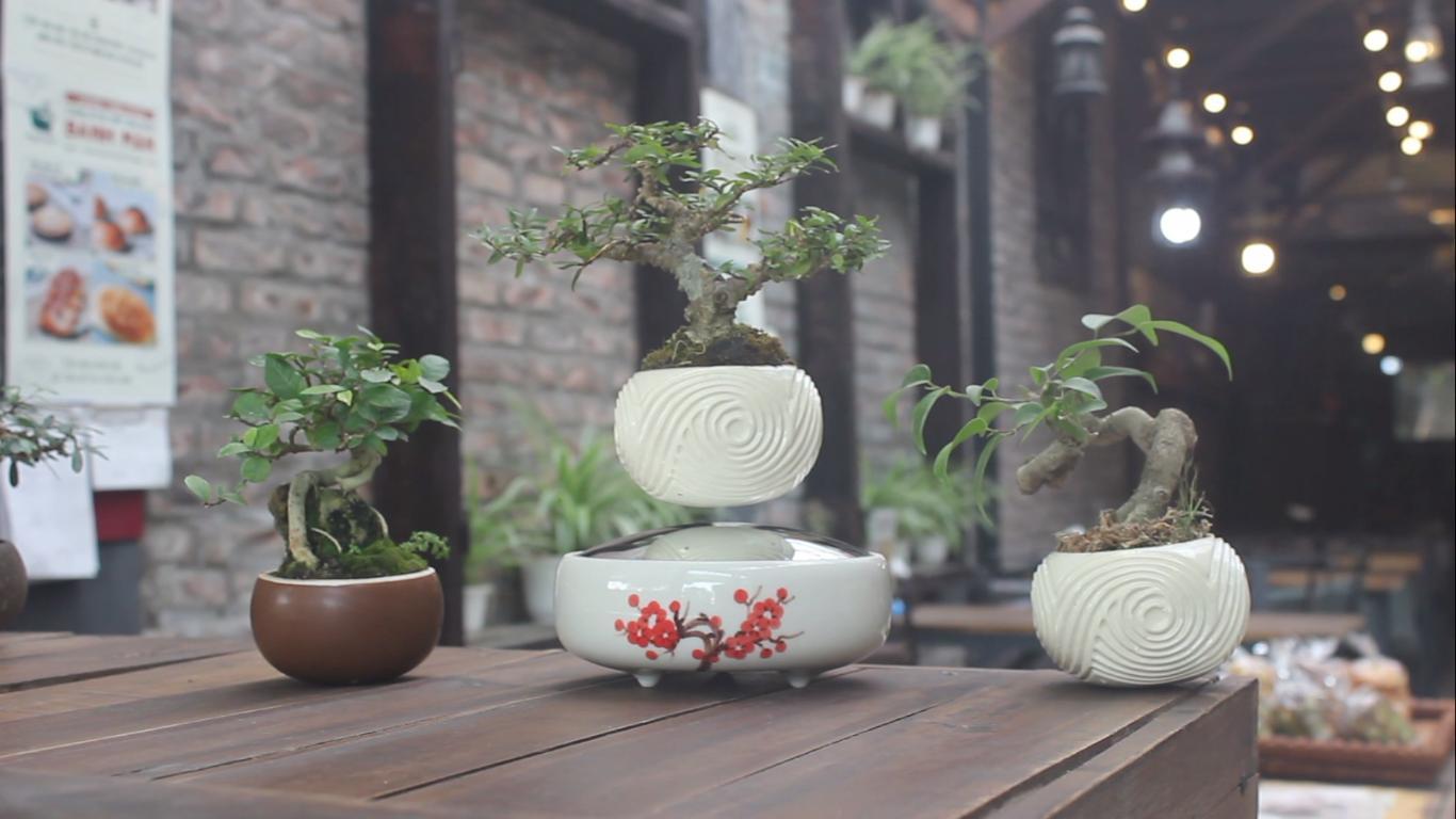 Bonsai biết bay khiến dân Hà thành sửng sốt
