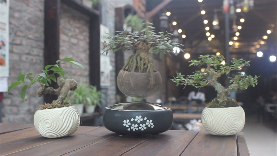 cây bonsai biết bay
