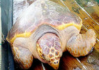 Rùa vàng 70kg cực hiếm mắc lưới ngư dân