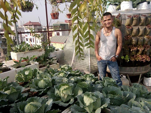 Bố đảm trồng rau sạch, thả cá trên sân thượng phục vụ vợ con