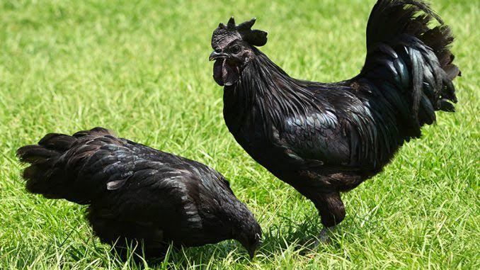 Bay 6 chuyến sang Indo mua 'gà mặt quỷ' đắt nhất thế giới