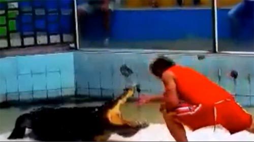 Cá sấu 'khủng' xé nát tay huấn luyện viên xiếc