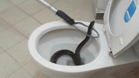 Rắn chui lên từ bồn cầu gây khiếp sợ