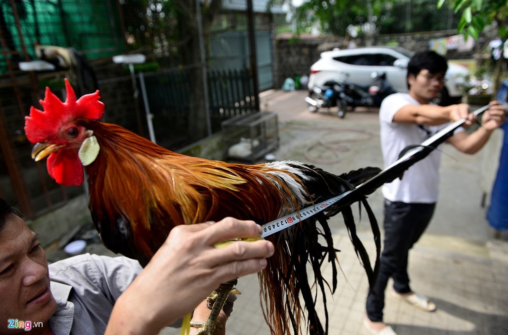 Cặp gà Nhật Bản đuôi dài giá 65 triệu đồng chơi Tết