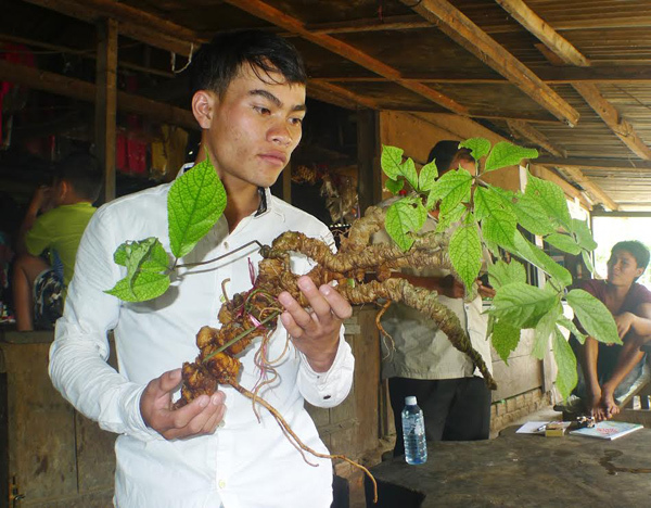 Sâm Ngọc Linh 30 triệu/kg: Thần dược đổ đống, bao nhiêu cũng có