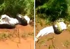 Xem rắn Anaconda khổng lồ siết chết bò dưới sông