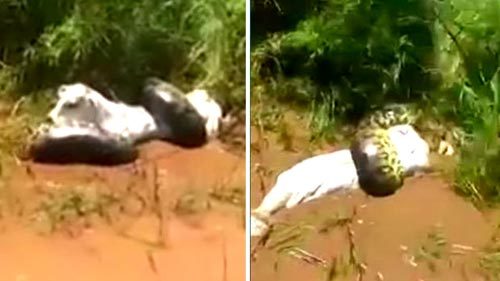 Xem rắn Anaconda khổng lồ siết chết bò dưới sông