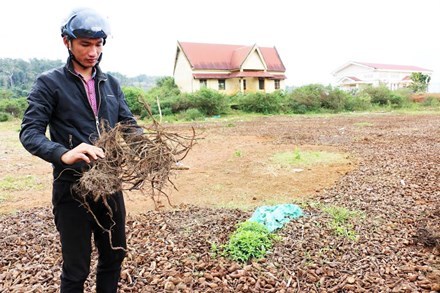 Đổ xô săn rễ 'na rừng' bán cho thương lái