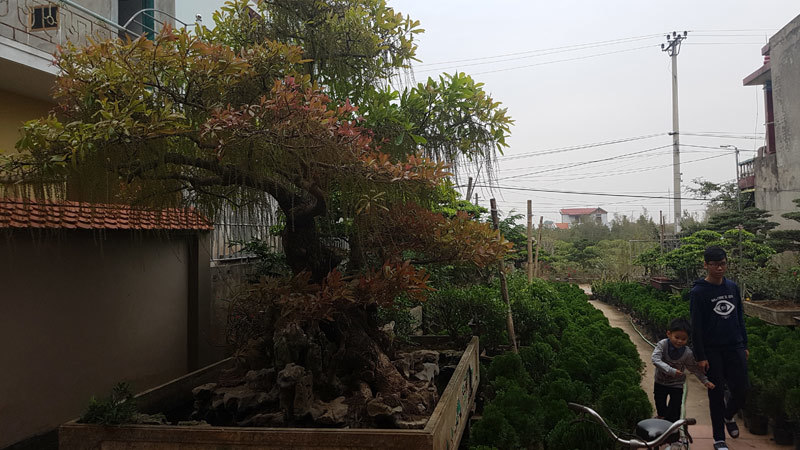 Thú chơi đại gia thua hết nông dân