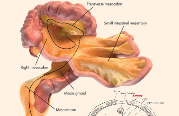 Phát hiện cơ quan mới trong cơ thể