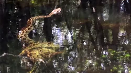 Cá sấu bị trăn khổng lồ siết chết thảm dưới đầm