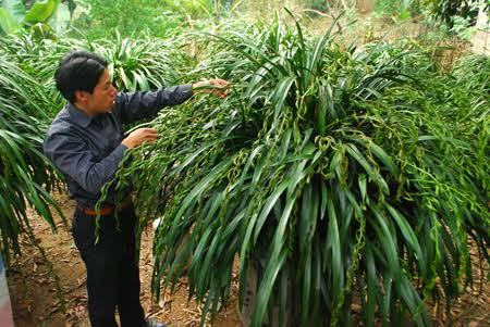 'Giấc mộng vua Trần': 200 triệu mua địa lan huyền thoại chơi Tết