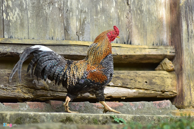 'Vương quốc' gà 9 cựa ở huyện nghèo nhất nước