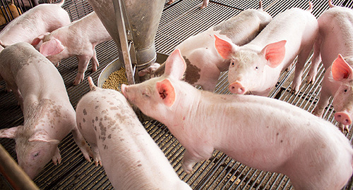 Xu hướng nuôi heo khỏe sạch lên ngôi