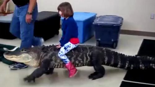 Bé gái cưỡi cá sấu 'khủng' khiến người xem lạnh gáy