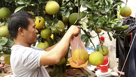 Bưởi thế có một không hai bọc kín chờ nhà giàu rước về