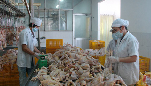 Những bất cập trong chuỗi liên kết sản xuất nông nghiệp