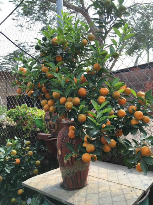 Quất bonsai thế gà gây sốt thị trường cây cảnh dịp Tết Nguyên đán