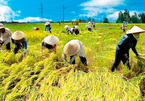 Nông nghiệp Việt Nam: ‘Bệ đỡ’ kinh tế 30 năm đổi mới