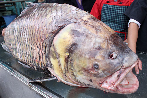 Chi 140 triệu, 'rước' cá hô khủng từ Campuchia về Hà Nội