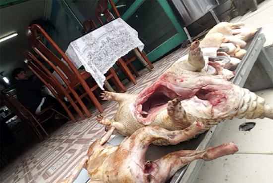 Thịt thú rừng 'khoe' săn ở Vườn quốc gia Tam Đảo có thể là... chuột cống