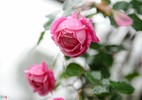 Hoa hồng Thái Lan, Sa Pa giá hàng chục triệu chơi Tết