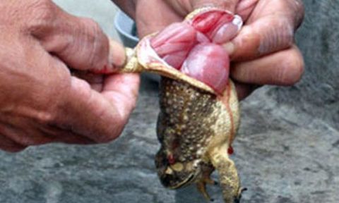 Ăn thịt cóc, hai vợ chồng tử vong