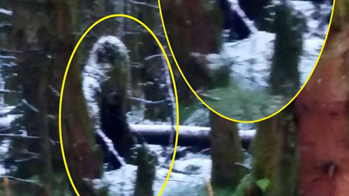 Chụp được quái vật Bigfoot khi dắt chó đi dạo trong rừng?