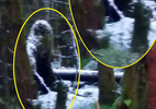 Chụp được quái vật Bigfoot khi dắt chó đi dạo trong rừng?