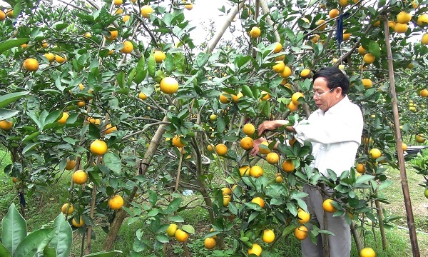 Cam tiến vua 60.000 đồng/quả vẫn “cháy” hàng