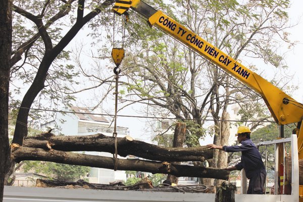 Cắt cỏ 53 tỷ và chuyện 'vòng kim cô'