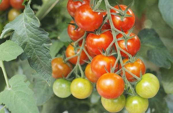 Những loại cây rau nên trồng trong tháng 1