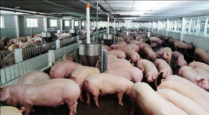 Chất tạo nạc mới chính thức bị cấm trong nuôi lợn