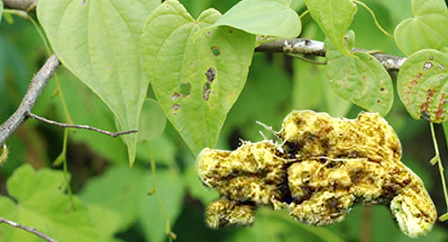 Đã tìm ra ‘kẻ thù’ của mỡ máu, mỡ gan, huyết áp