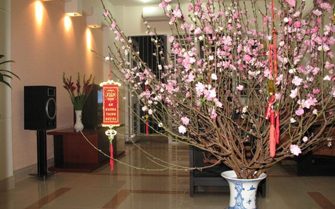 Chuyên gia tiết lộ cách chọn đào để nhà đẹp, phòng sang dịp Tết