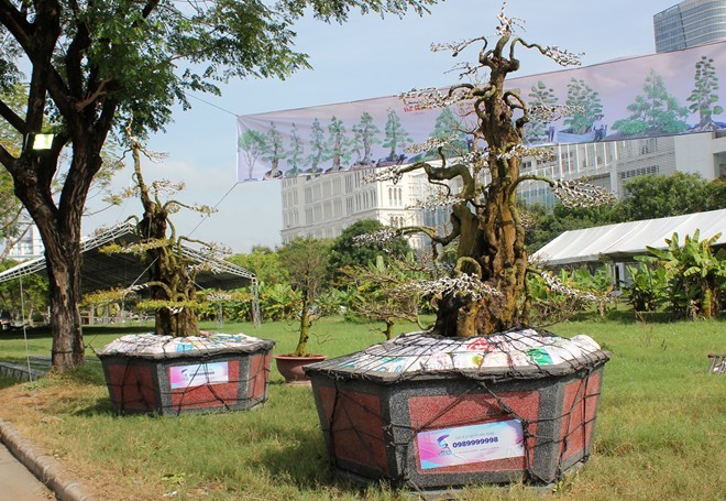 Cặp khế kiểng rao bán giá 12 tỷ ở Sài Gòn