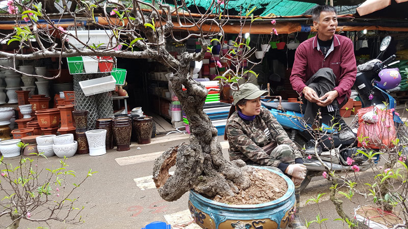 Cây đào 'dị' nhất chợ hoa Vạn Phúc - Hà Nội