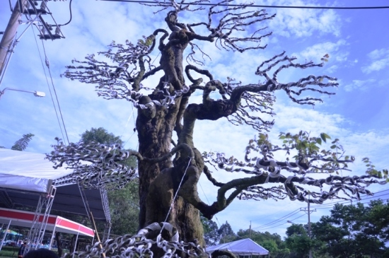 Cặp khế độc rao bán 15 tỷ ở chợ hoa xuân Sài Gòn