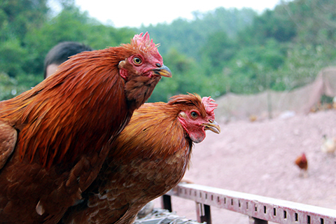 Độc đáo vua gà có râu, có mũ ở đất Quảng Ninh