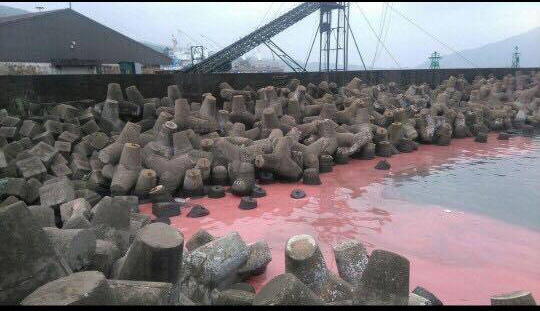 Kiểm tra mẫu nước có váng đỏ tại Vũng Áng