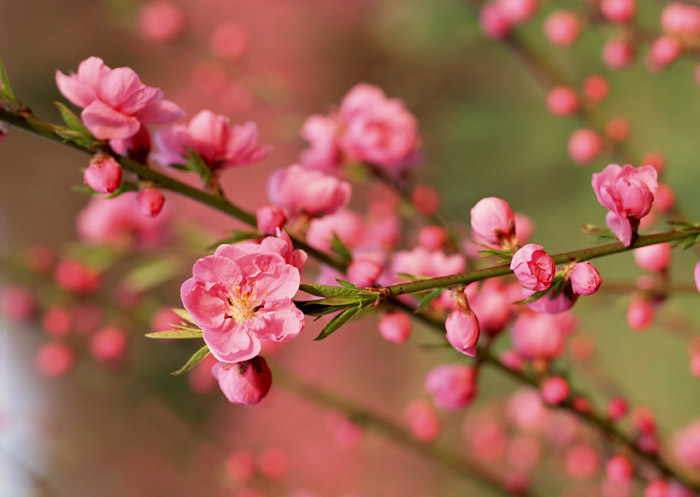 Nghi lễ cúng giao thừa đón xuân Đinh Dậu 2017