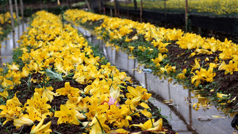 Ly rụng đầy vườn, nông dân Tây Tựu mất Tết