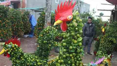 Cây quất dáng gà lạ mắt hút khách