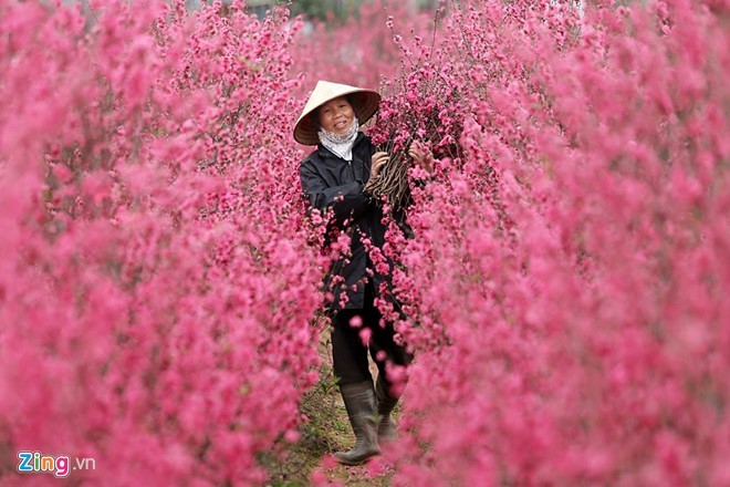 Những cánh hoa xuân đang nở rực rỡ trên khắp nẻo đường khiến cho không khí trong lành và tươi vui hơn rất nhiều. Hãy xem hình ảnh để ngắm nhìn vẻ đẹp và sự sống động của mùa xuân qua những đóa hoa xuân tươi tắn này.