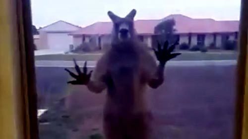 Chuột túi đập cửa kính, định đột nhập vào nhà