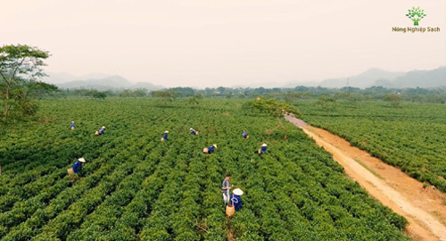 Top 10 sự kiện nổi bật của nông nghiệp năm 2016