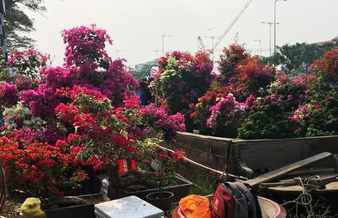 Sài Gòn: Hiu hắt chợ hoa 'trên bến dưới thuyền'